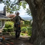 Santa Rosa CA Tree Services Seven Companies Worth Calling for Pruning, Removal, and Wildfire Safety