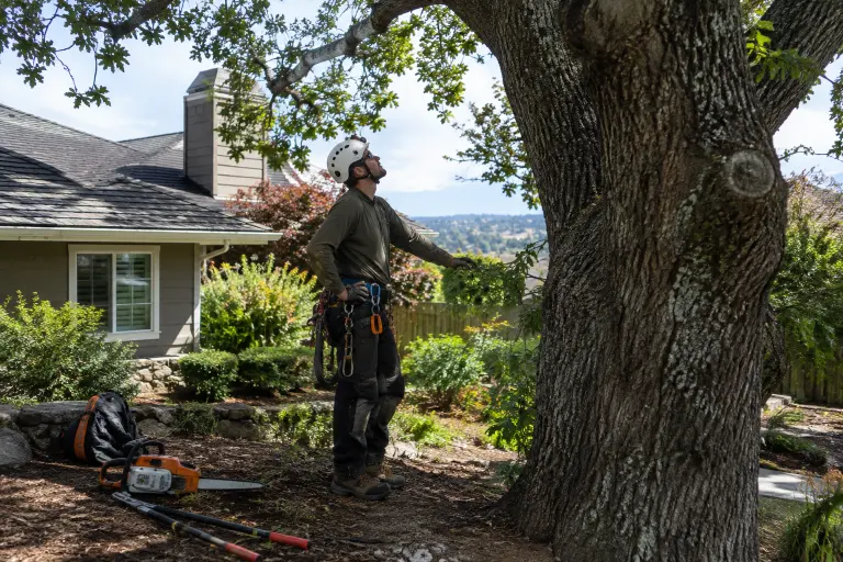 Santa Rosa CA Tree Services Seven Companies Worth Calling for Pruning, Removal, and Wildfire Safety